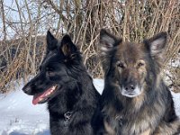 Gitan und Shani